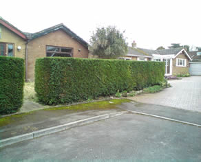 Hedge Cutting